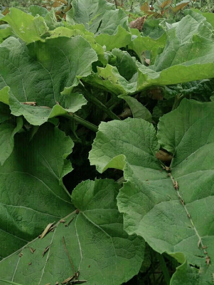 Longzhong Burdock
