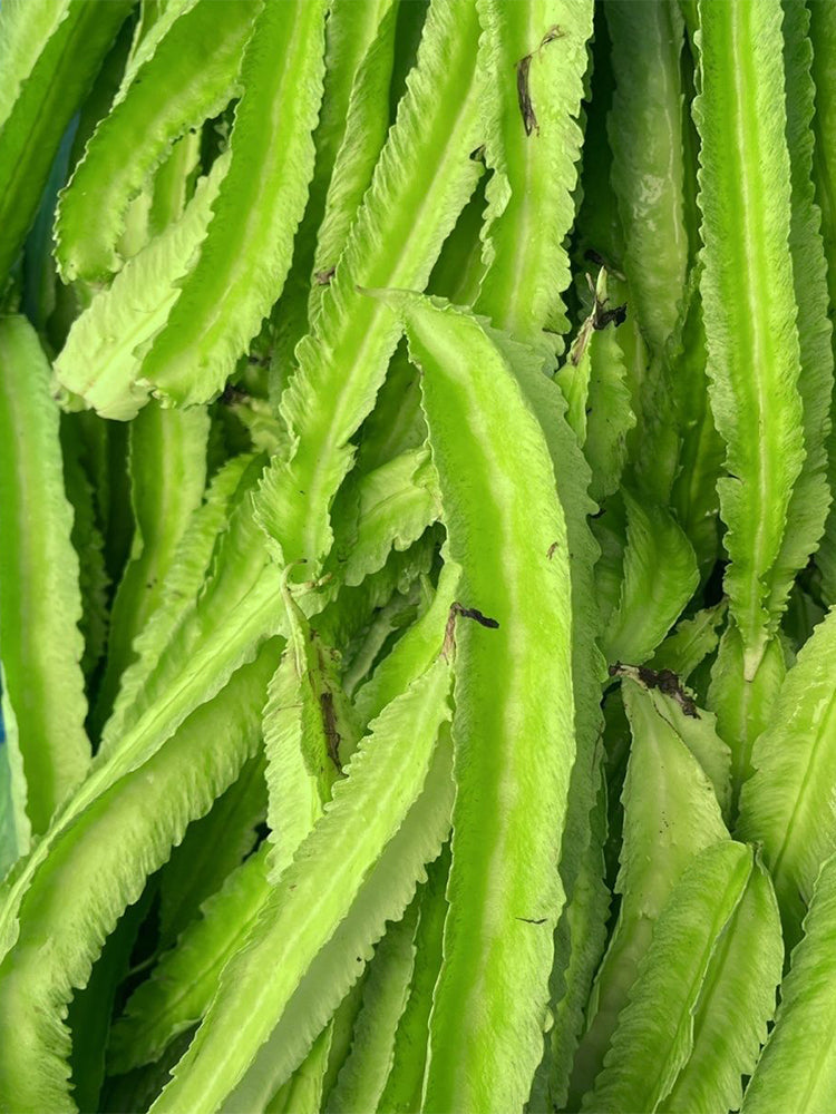 'Nongdianzan' Winged Bean