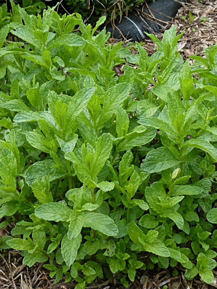 Crinkled-leaf Peppermint