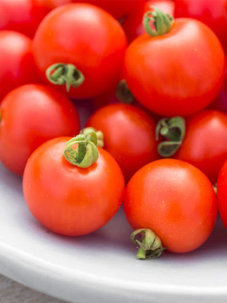 Dwarf Trailing Cherry Tomato 'Tumbling Tom Red'