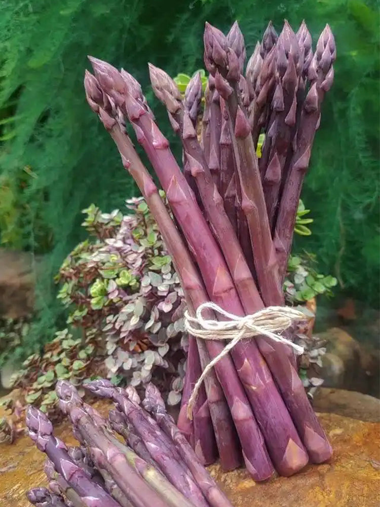 Purple Asparagus (Asparagus officinalis)