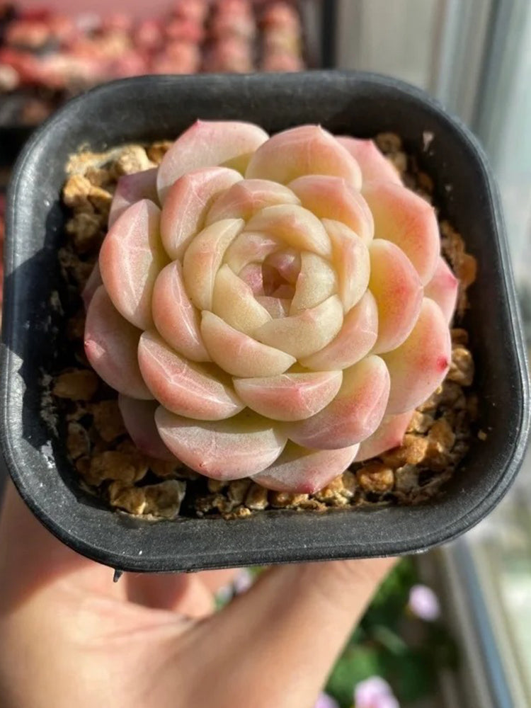 Echeveria 'Peach Pride'‌