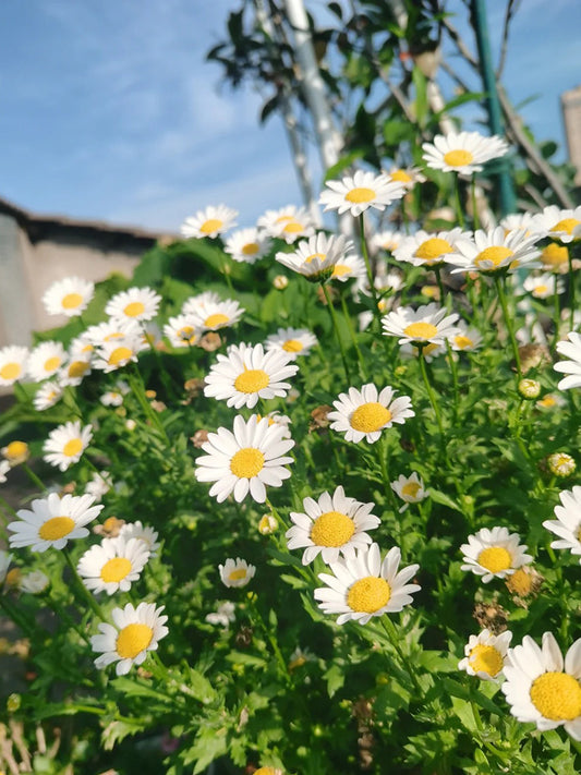 White Crystal Daisy