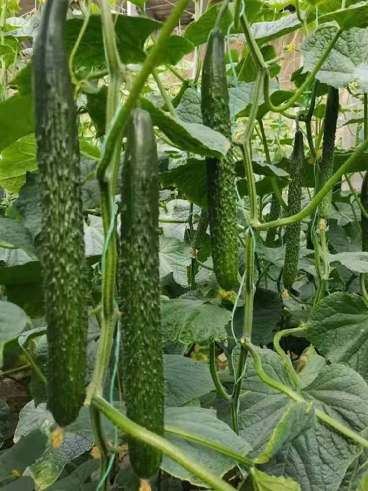 ‘Green Dragon F1 · 188' Cucumbers (Cucumis sativus L.)