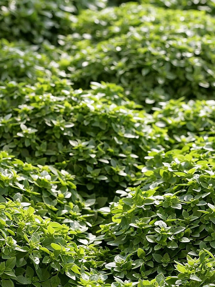 Aristotle Basil