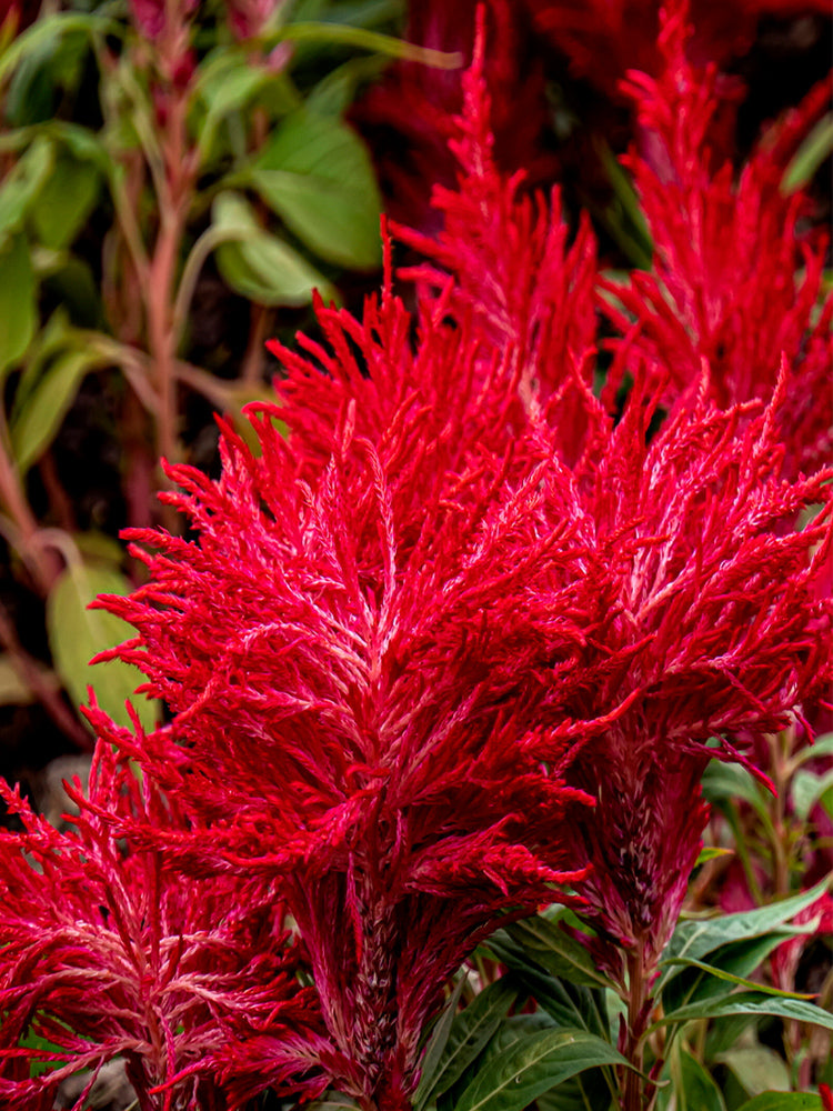 Hezhichun Red Feathered Cockscomb