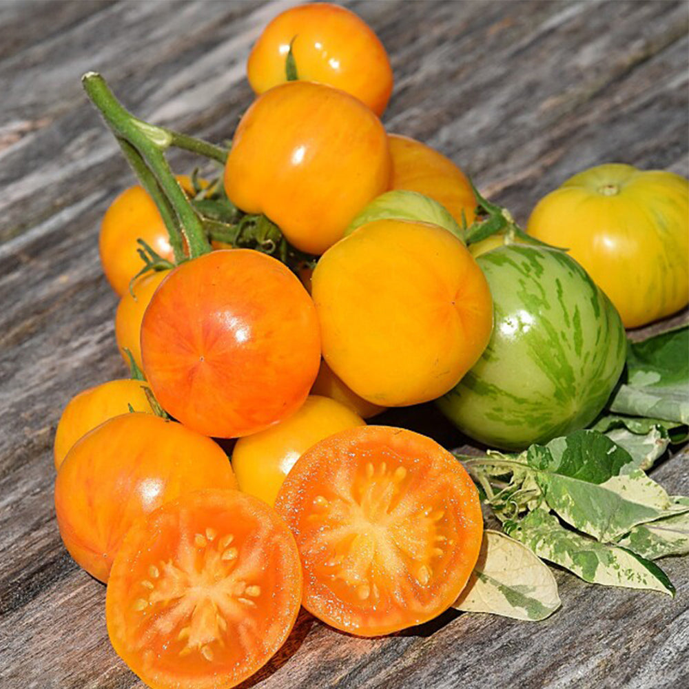 730 Yellow Surprise Tomato