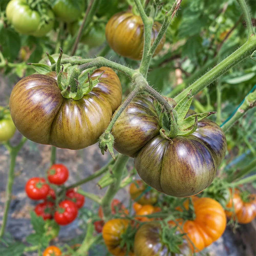3 Dahlia Valle Tomato