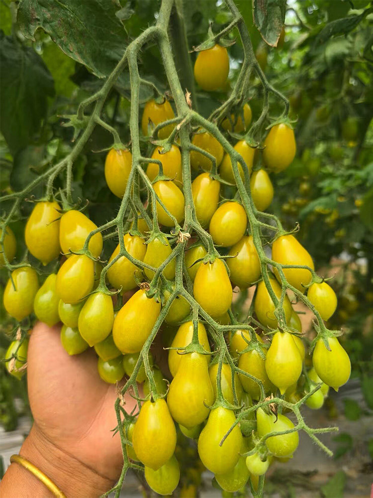 Sweet Mystic Realm Tomato