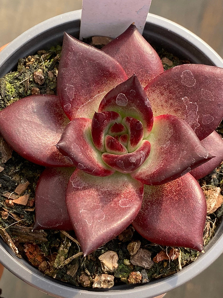 Echeveria cv. 'Robin'