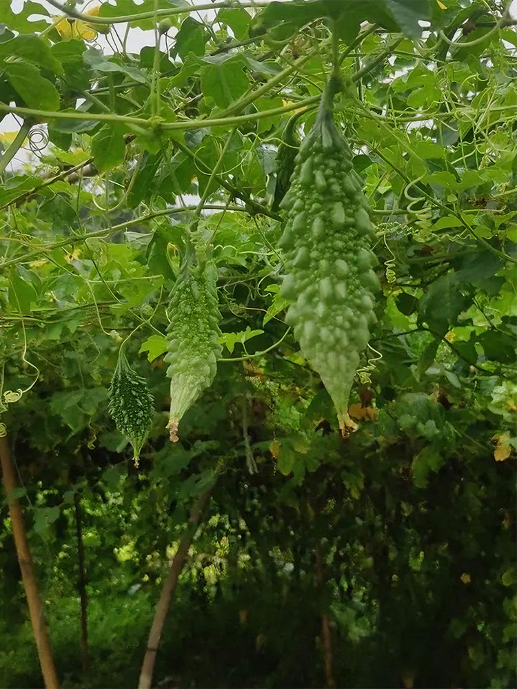'Hei Wawa' Small Spiny Black Bitter Melon