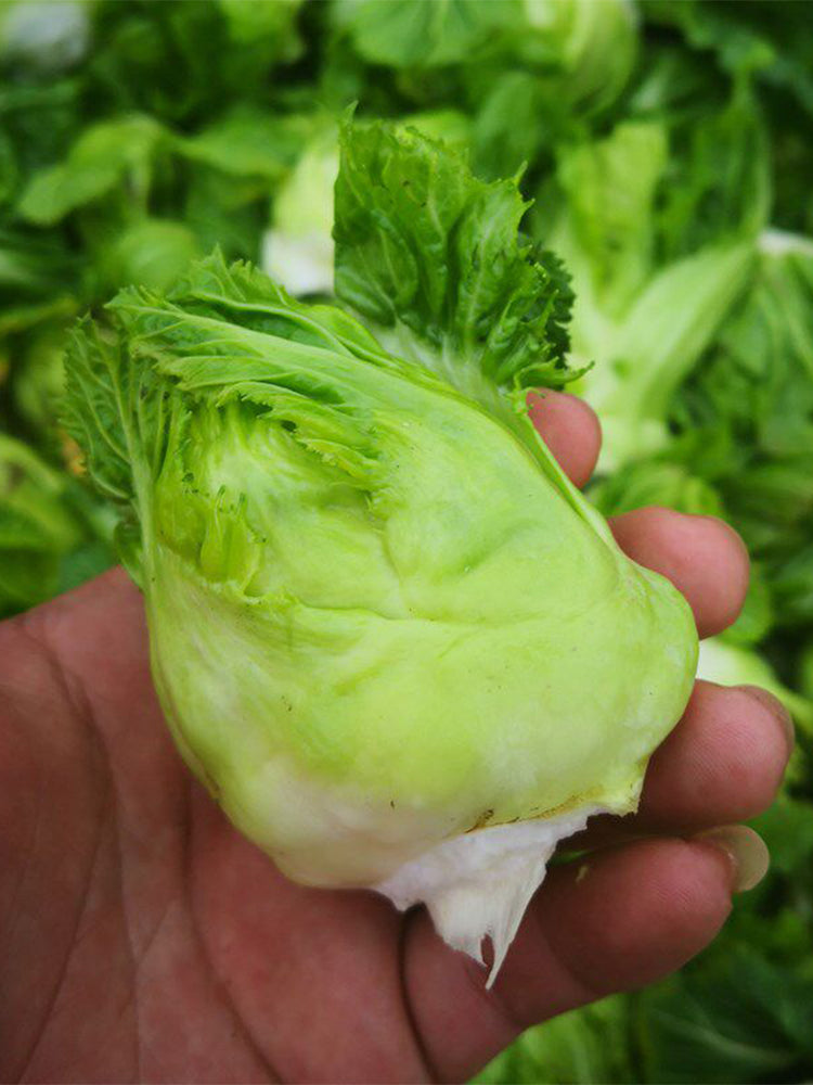 Keguang Baby Mustard Greens