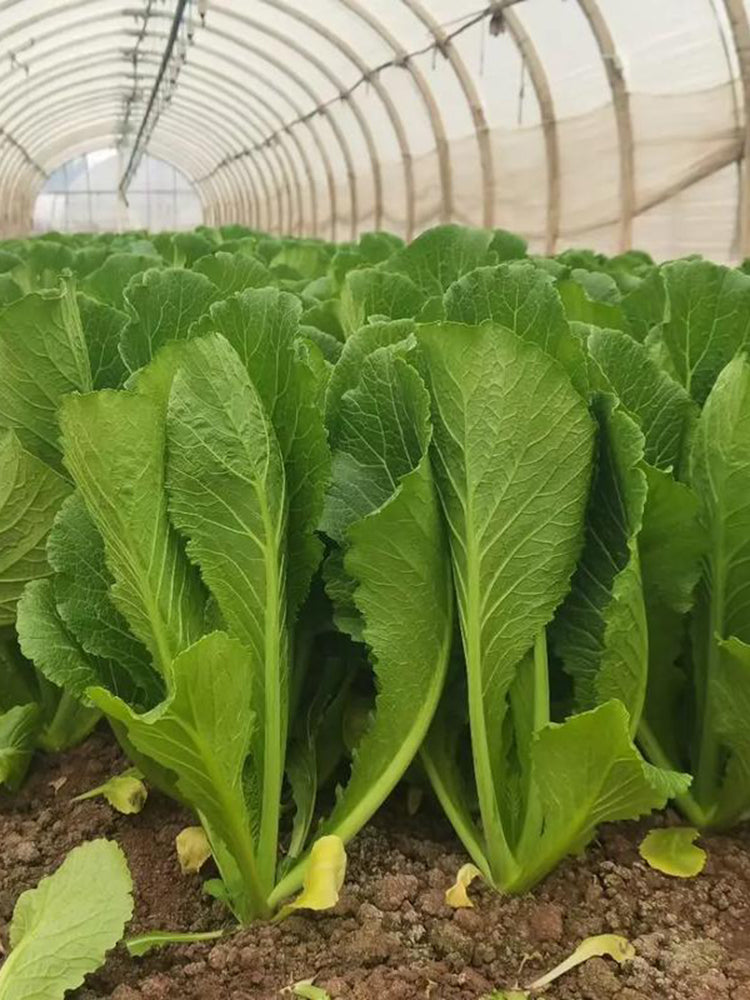 Dwarf Sweet Spring Choi