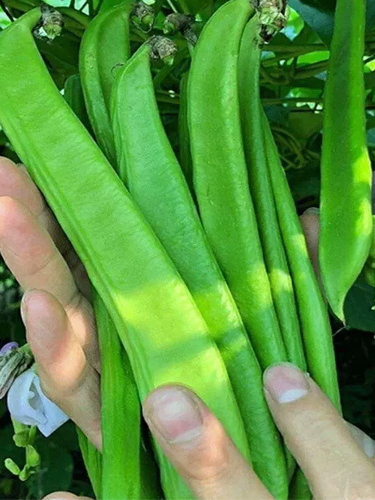 Thick-fleshed Sword Beans