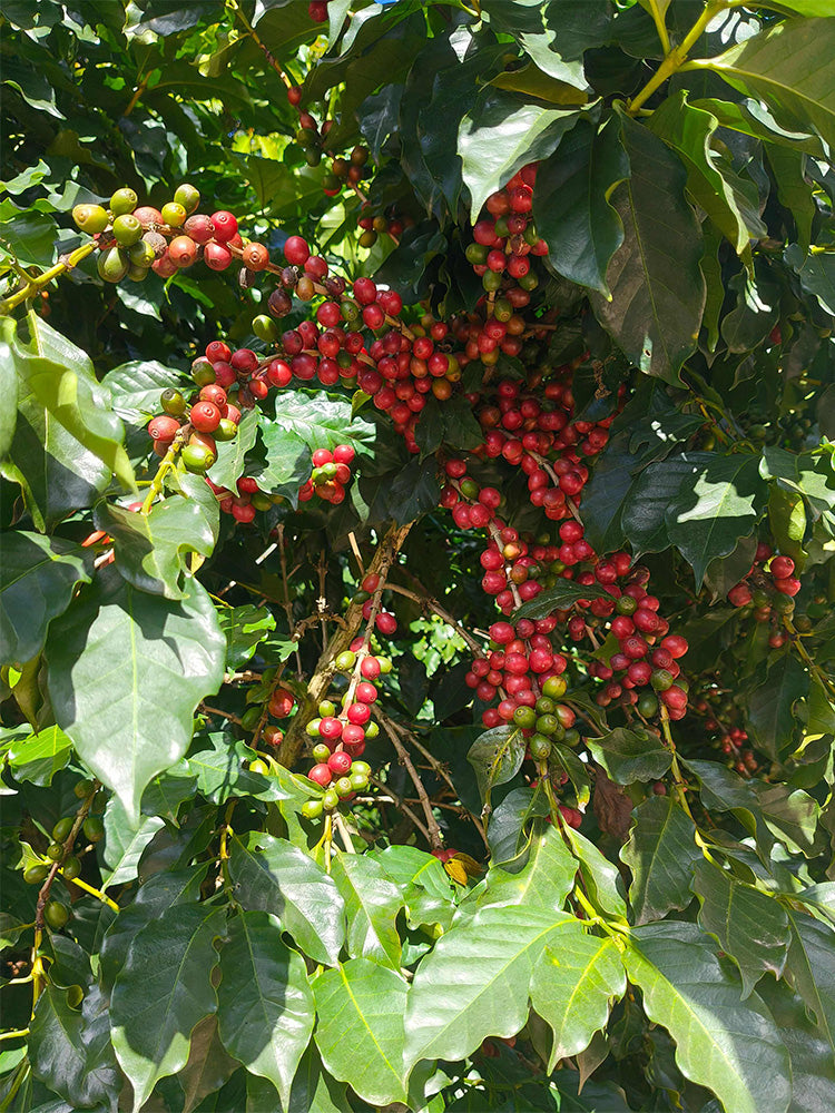 Yunnan Pu'er Catimor Parchment Coffee