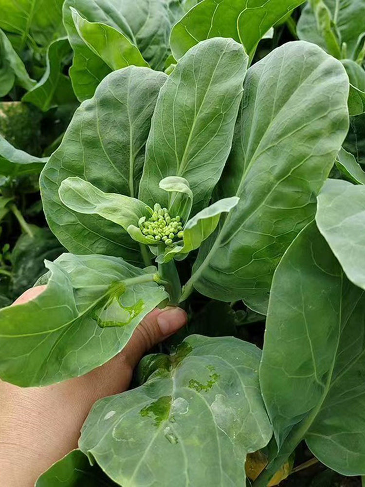 Nongyan Yellow-Flowered Chinese Kale