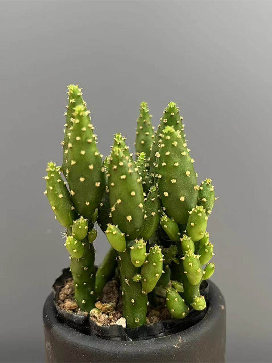 Cylindropuntia leptocaulis