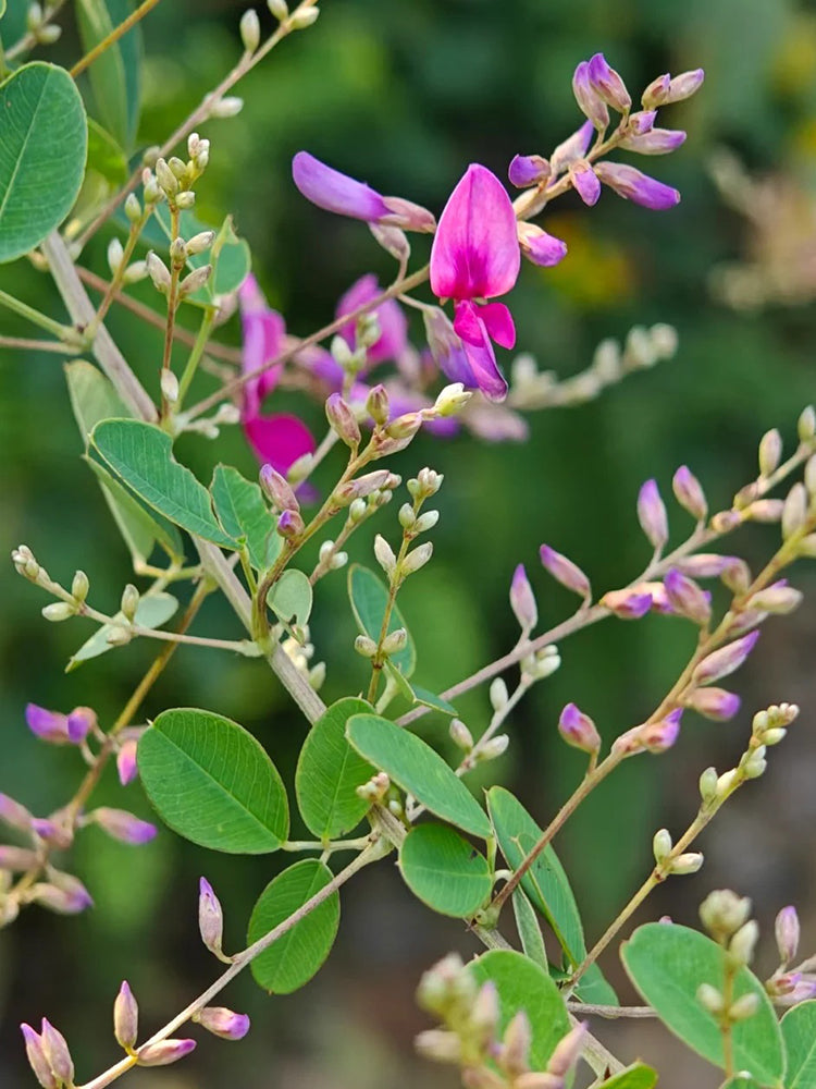 Bush Clover