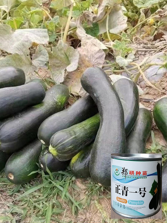 Zhengqing No.1 Pumpkin