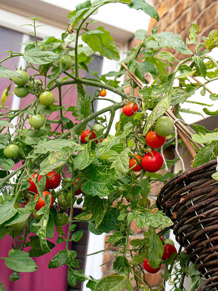 Dwarf Trailing Cherry Tomato 'Tumbling Tom Red'