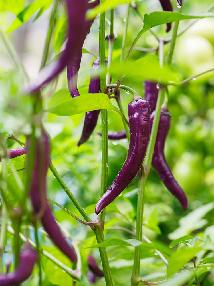 Cayenne Purple Pepper