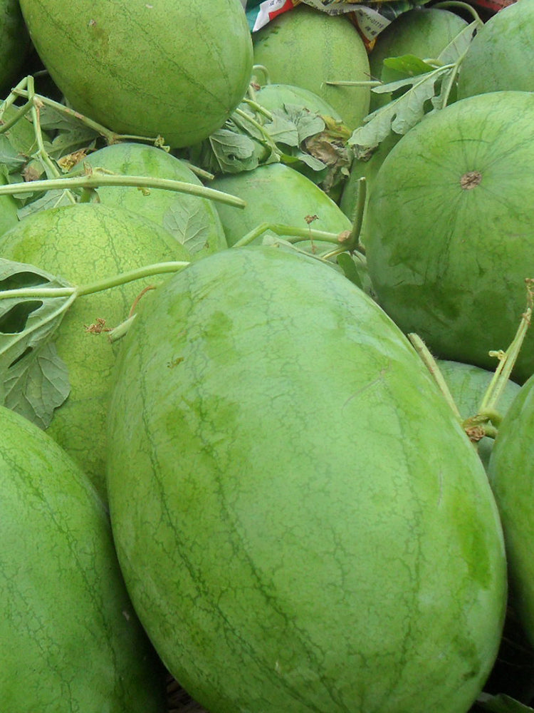 'Sweet Li' Yellow Flesh Watermelon