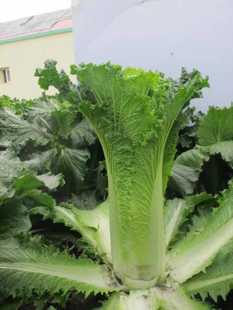 Tianjin Qingmaye Chinese Cabbage