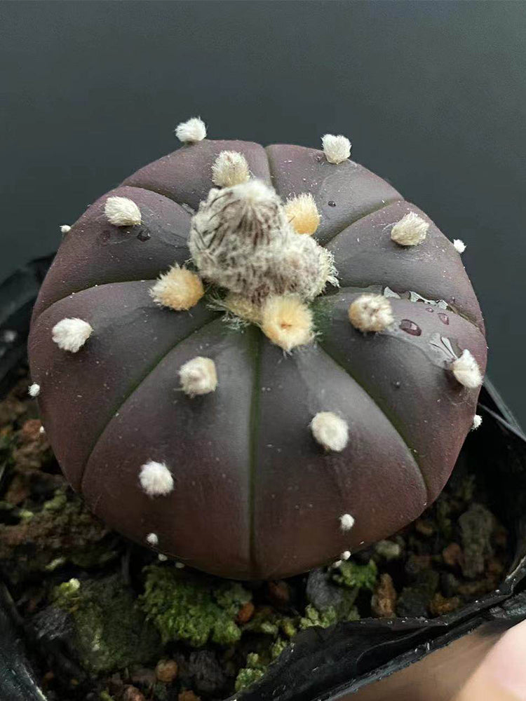 Astrophytum asterias 'Purple Skin'