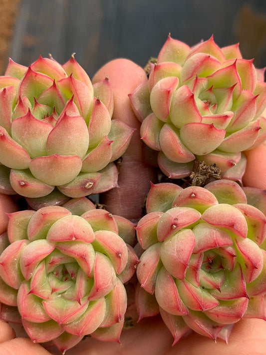 Echeveria 'Blue Light'