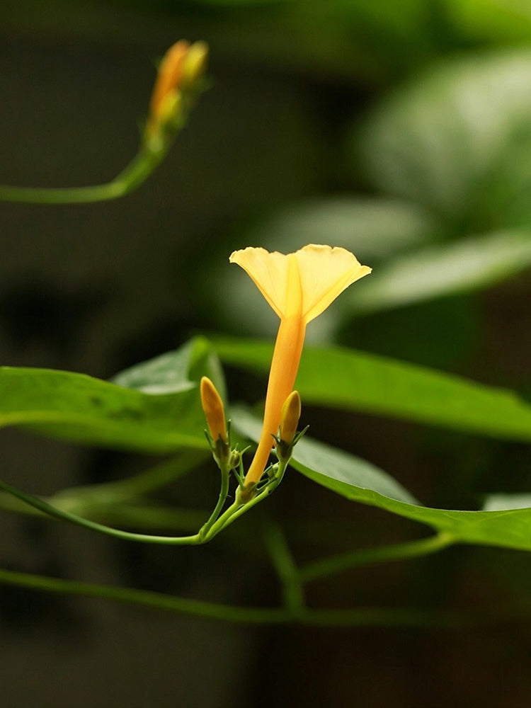 Yellow Little Cow Morning Glory