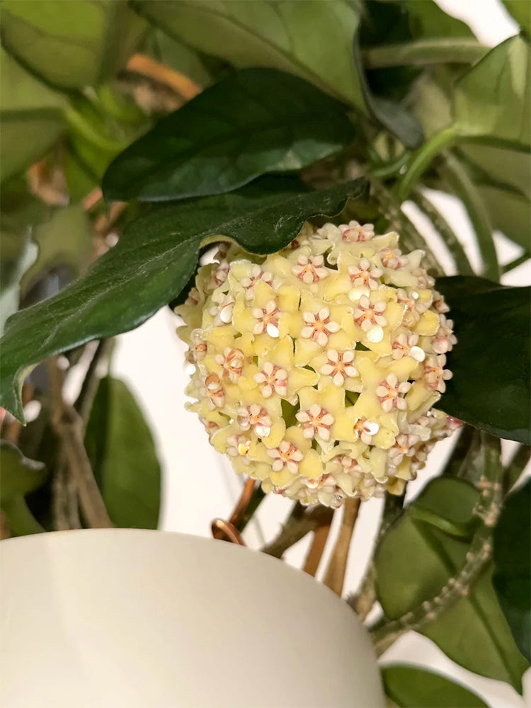 Hoya latifolia Unrooted Stem Cuttings