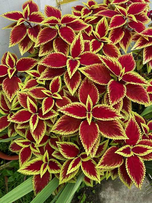 Garden Coleus Mixed