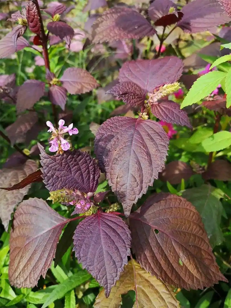 'Zifei' Purple Perilla
