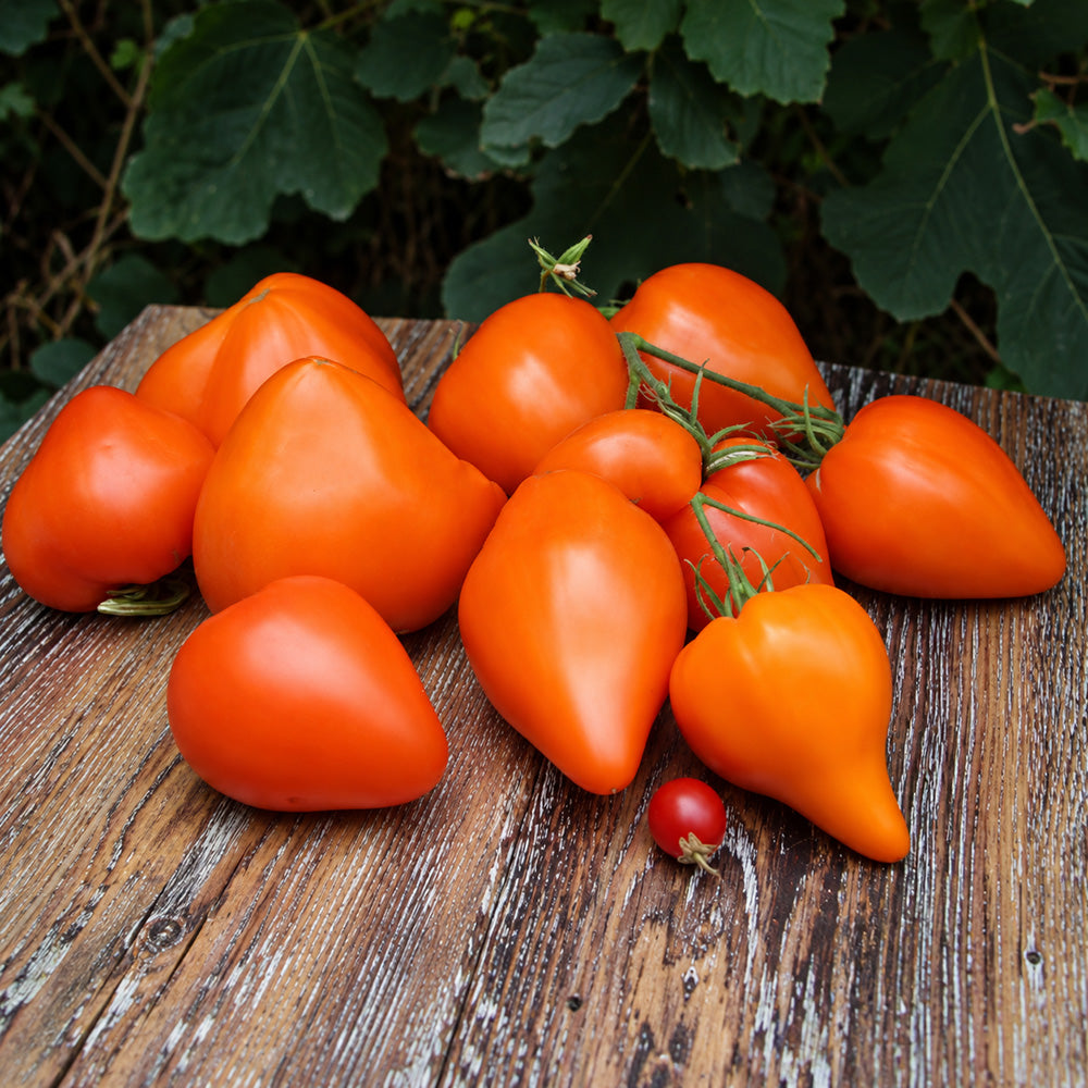 210 Night Candle Tomato