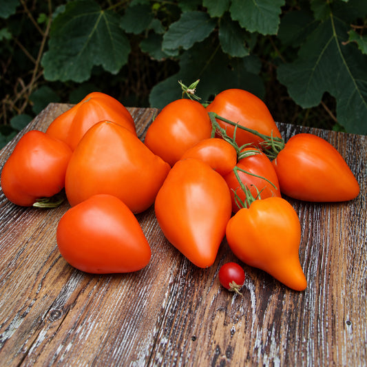 210 Night Candle Tomato