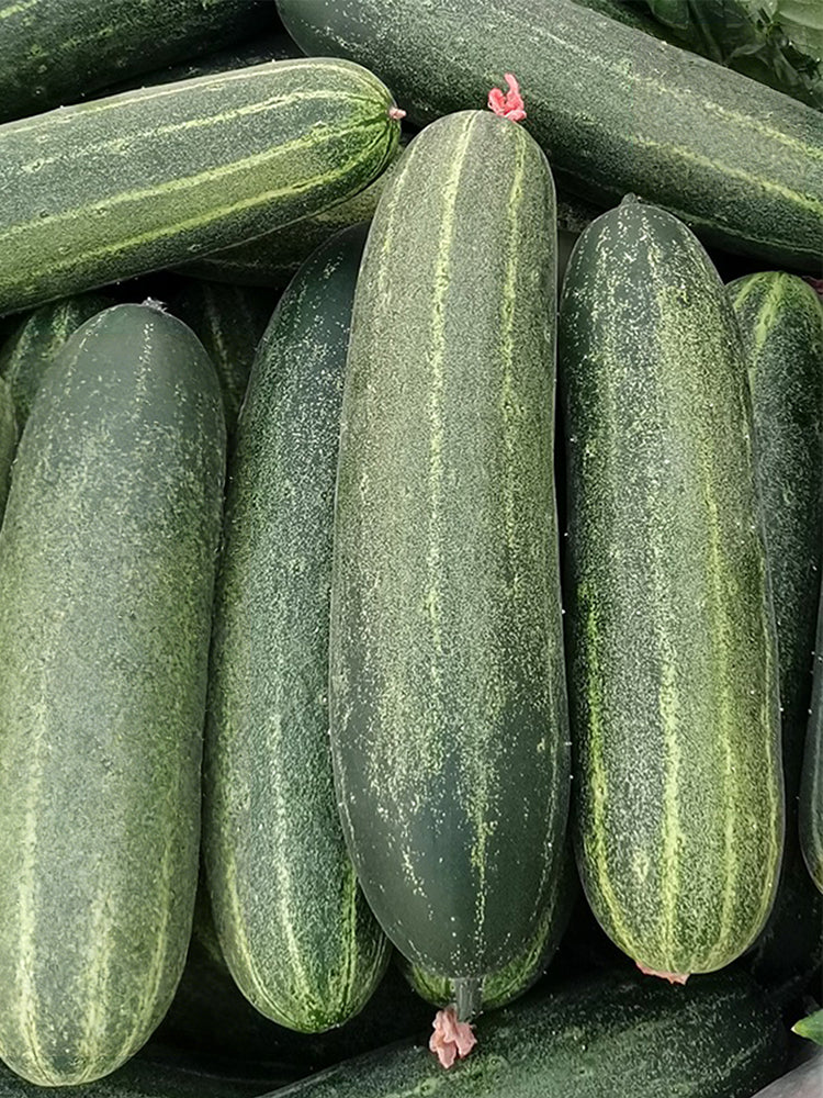 'Bixiu' F1 Fruit Cucumber