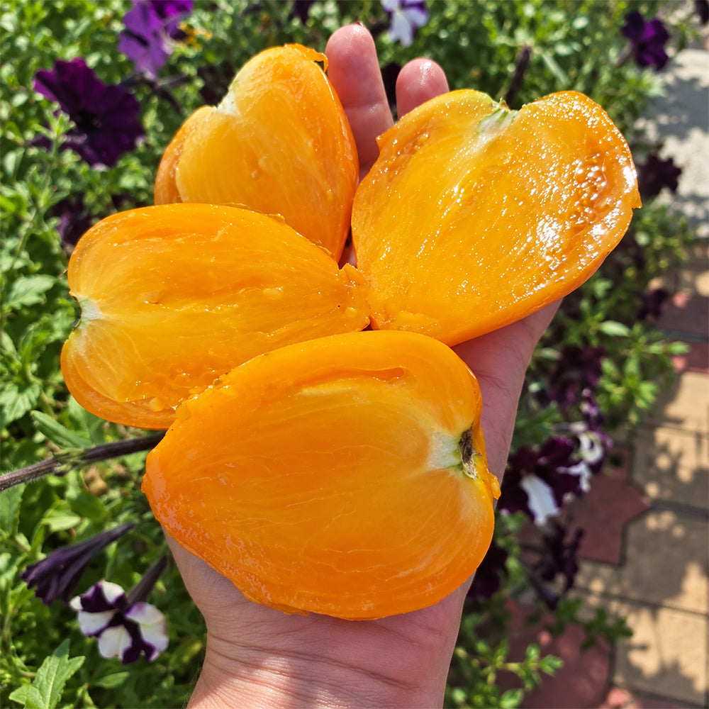 540 Yellow Beak Tomato