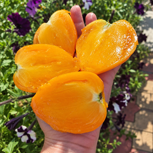 540 Yellow Beak Tomato