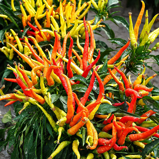 U2227 Finger Ornamental Pepper