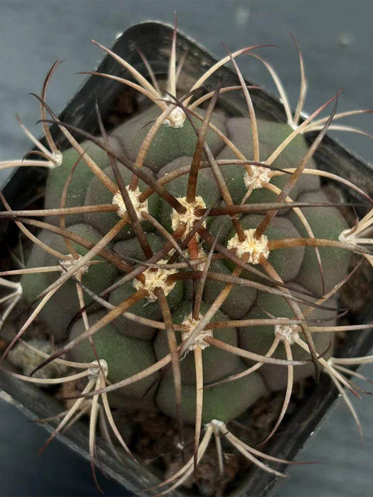 Gymnocalycium pflanzii var. albipulpa