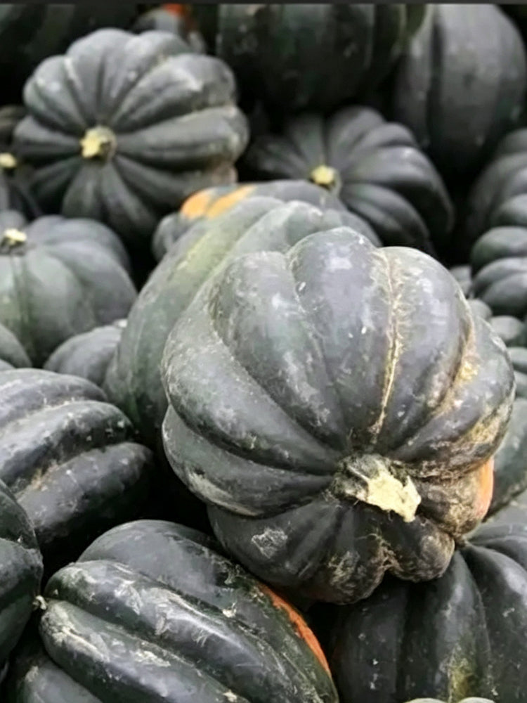 Acorn Squash