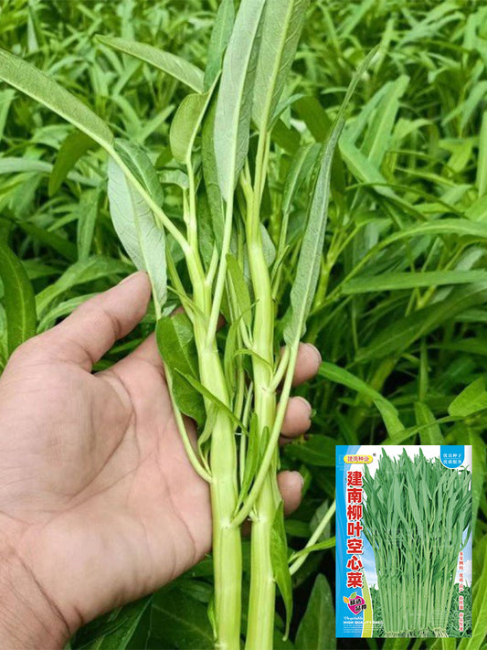 Willow Leaf Water Spinach