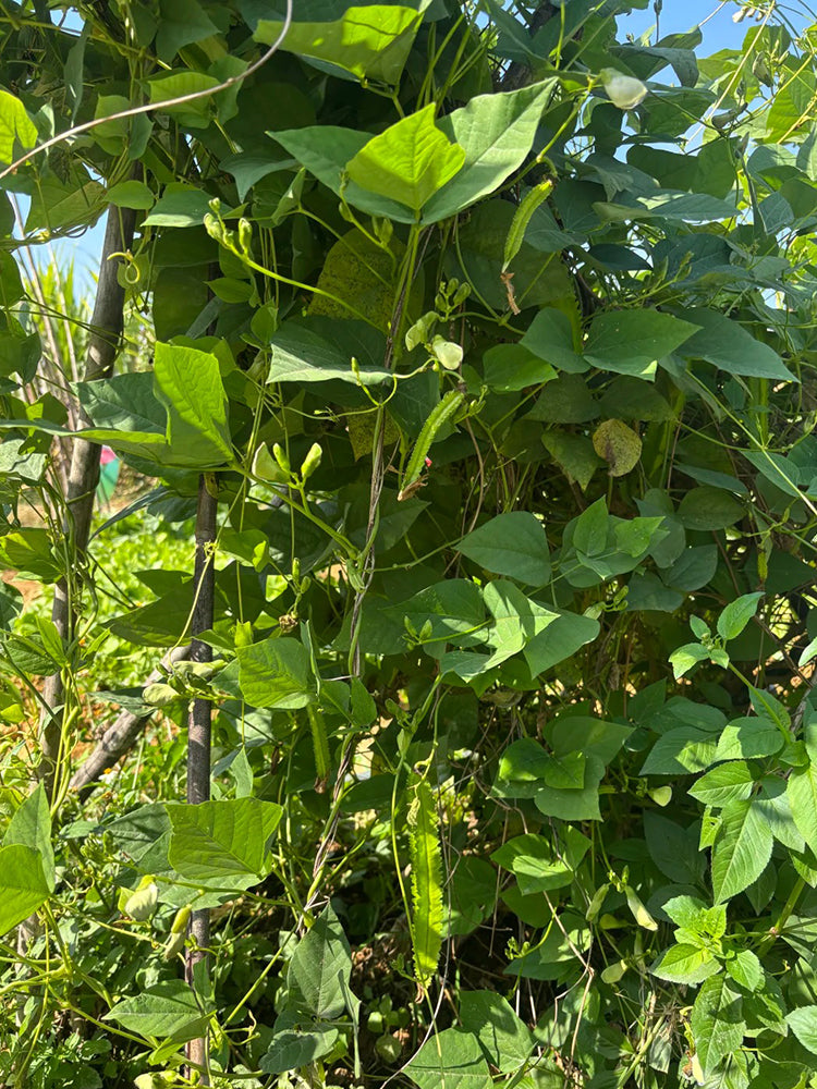 Winged Bean