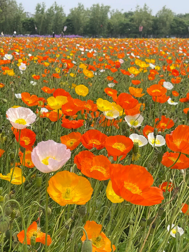 Iceland Poppy