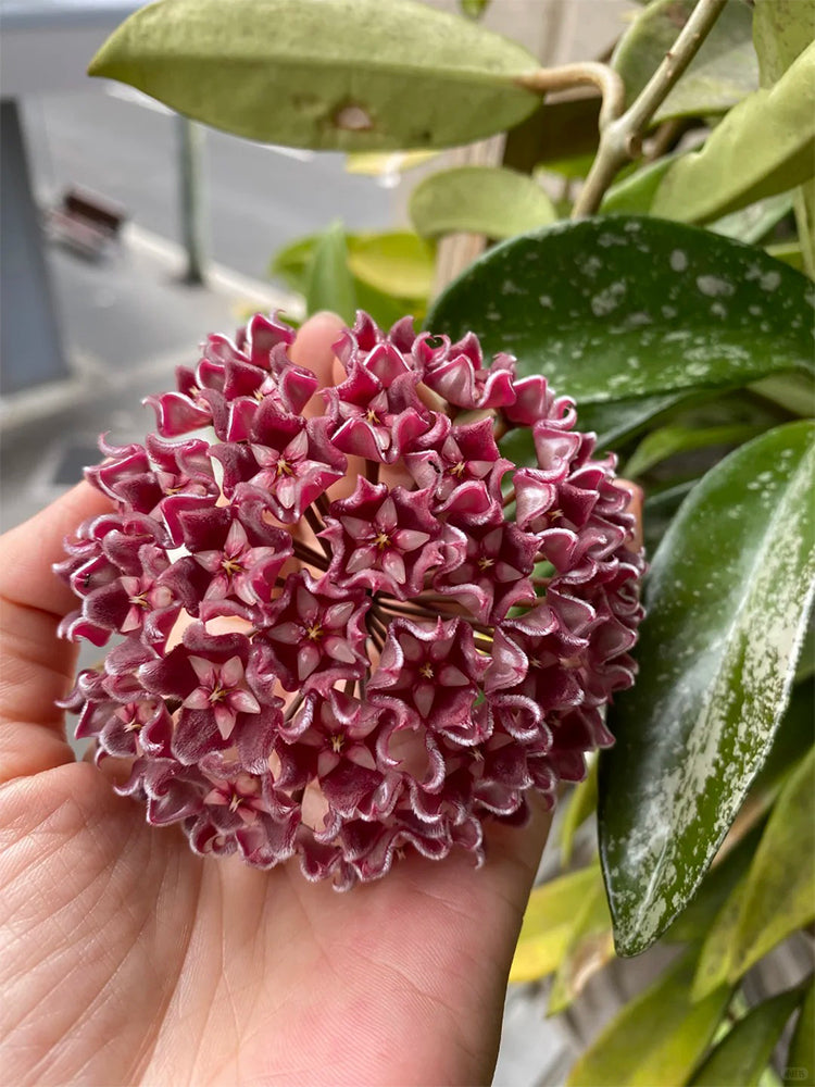 Hoya pubicalyx 'Red Button' Unrooted Stem Cuttings