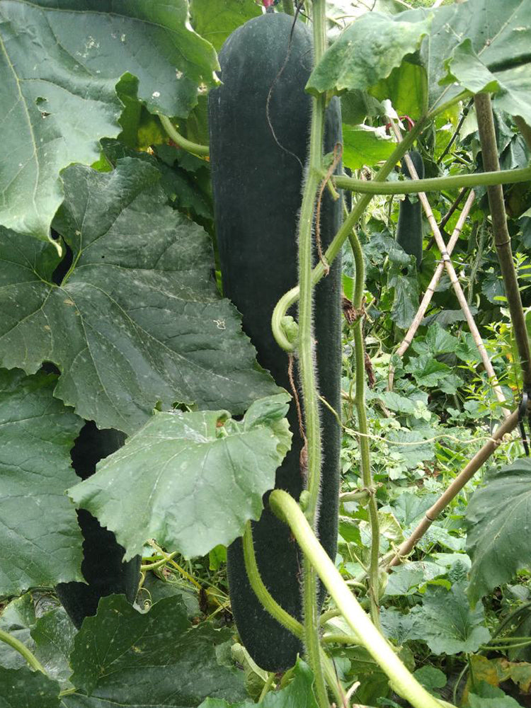 Iron-Heart Black Missile Winter Melon