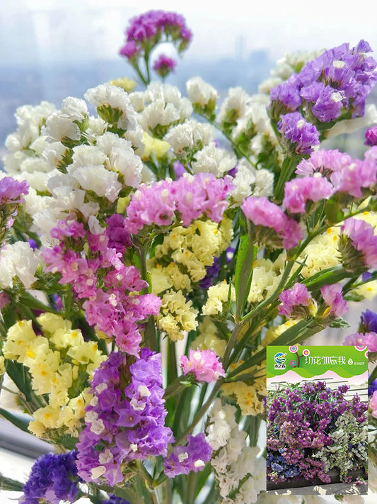 Cut Flower Forget-me-not