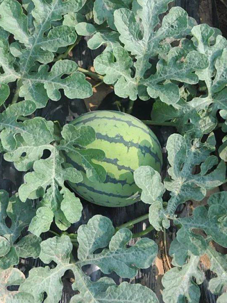 'Xia Shi No.1' Hybrid Watermelon