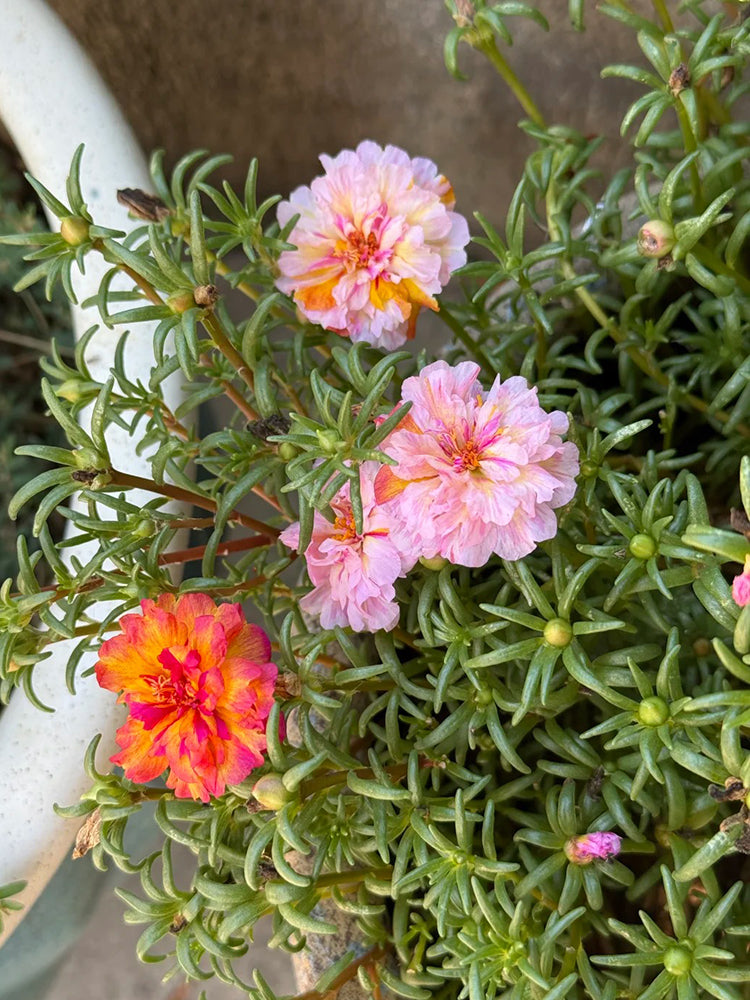 Double Flowered Mix Moss Rose