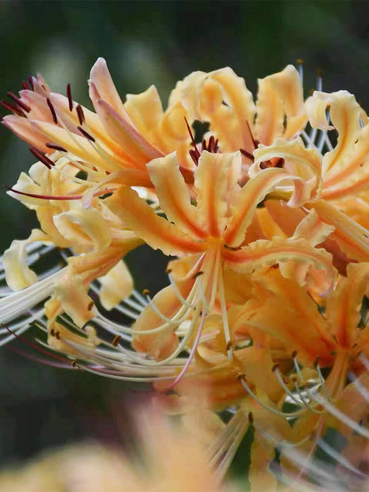 Lycoris 'Sweet Orange'